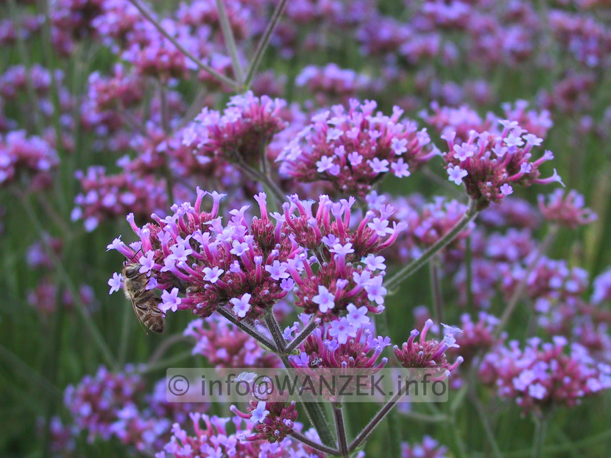 Verbena bonariense 03 Macro.JPG